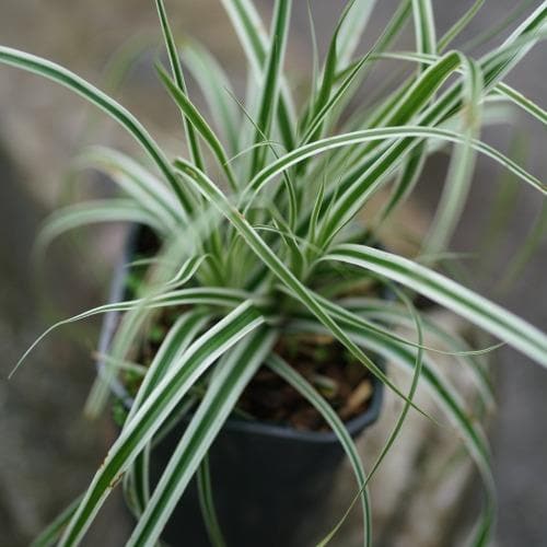 Carex Everest