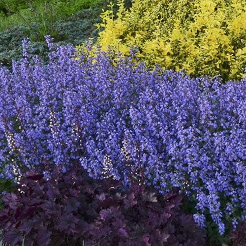 NEPETA faassenii Purrsian Blue