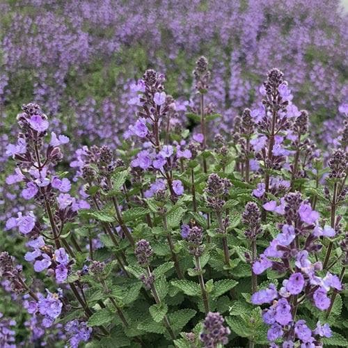 NEPETA faassenii Purrsian Blue