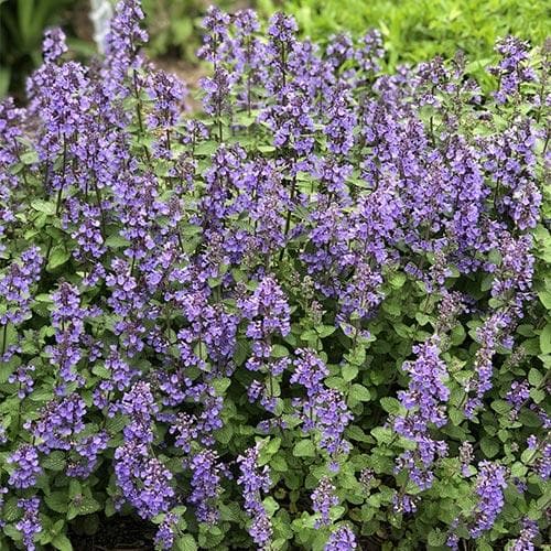 Catmint Nepeta x faassenii (2Ltr Pot)