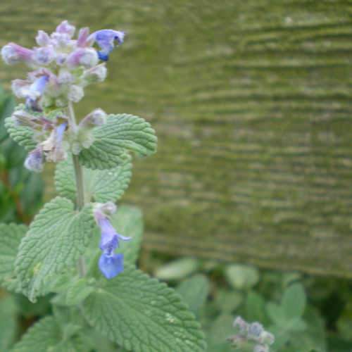 Nepeta Six hill Giant