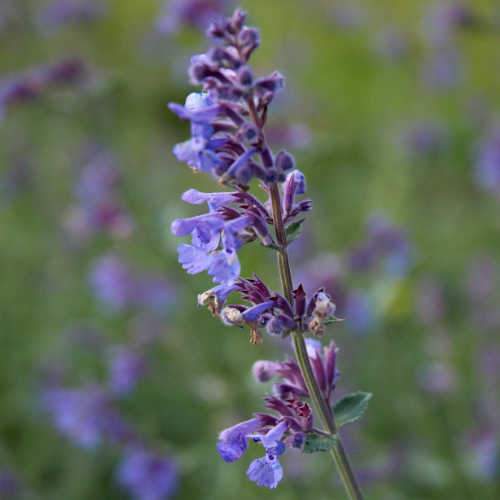 Nepeta Six hill Giant