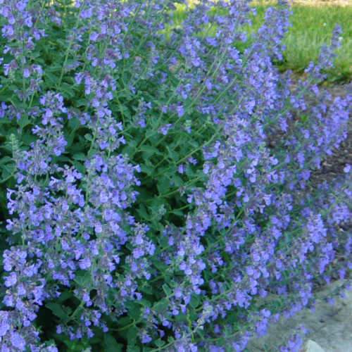 NEPETA faas. Walkers Low