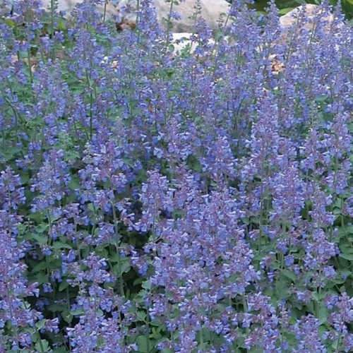 NEPETA faas. Walkers Low