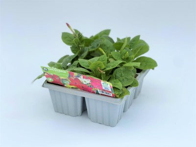 NICOTIANA 6PK