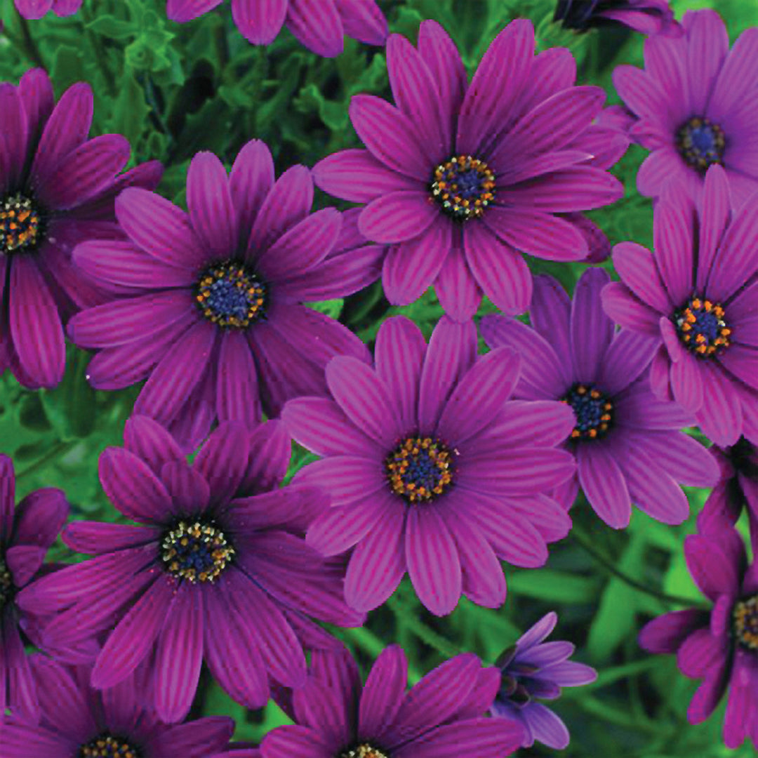 Osteospermum Serenity Purple