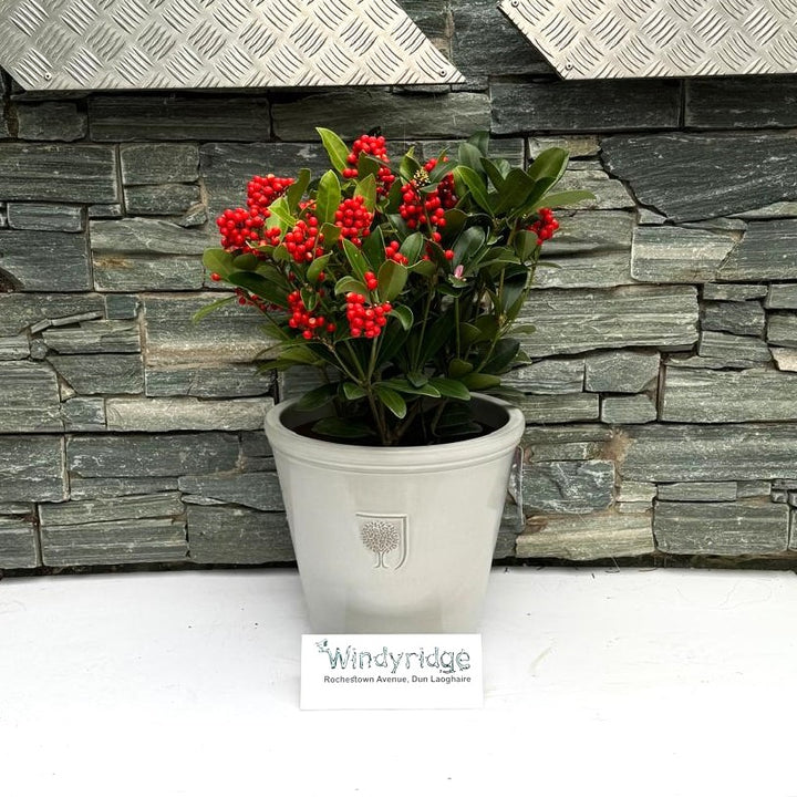 33 cm Ceramic pot with Skimmia Temptation