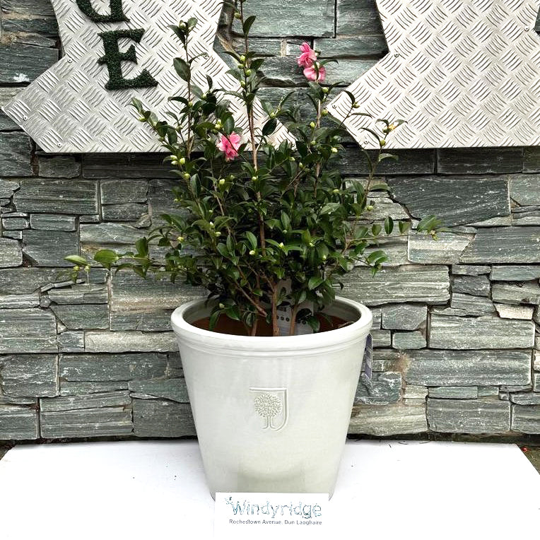 40 cm Ceramic pot with Camellia