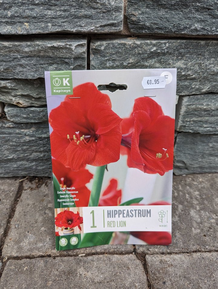 HIPPEASTRUM RED LION