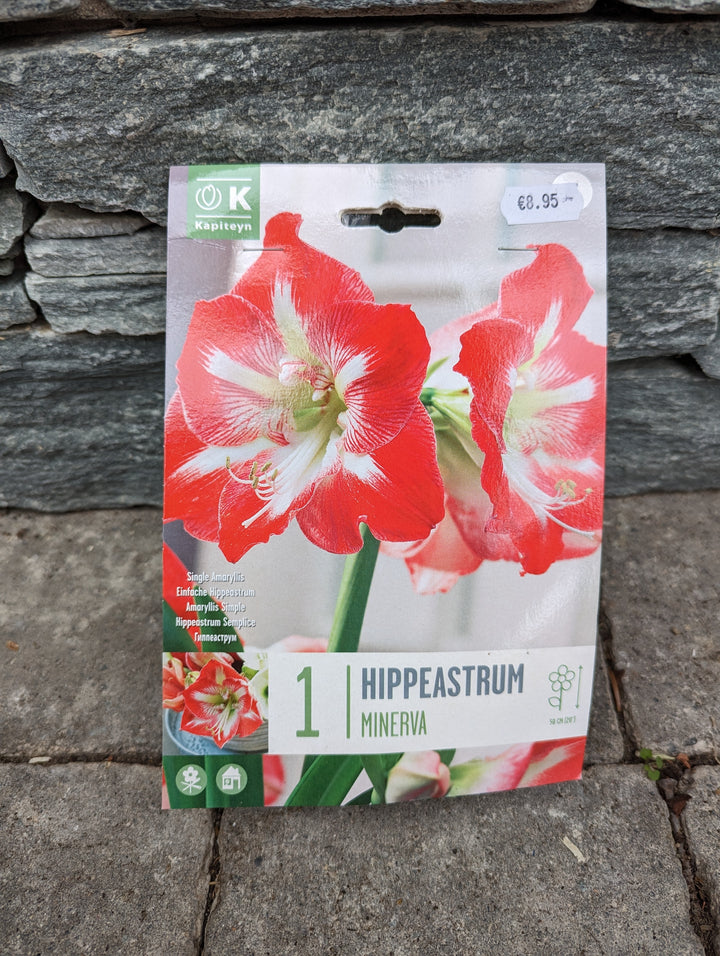 HIPPEASTRUM MINERVA