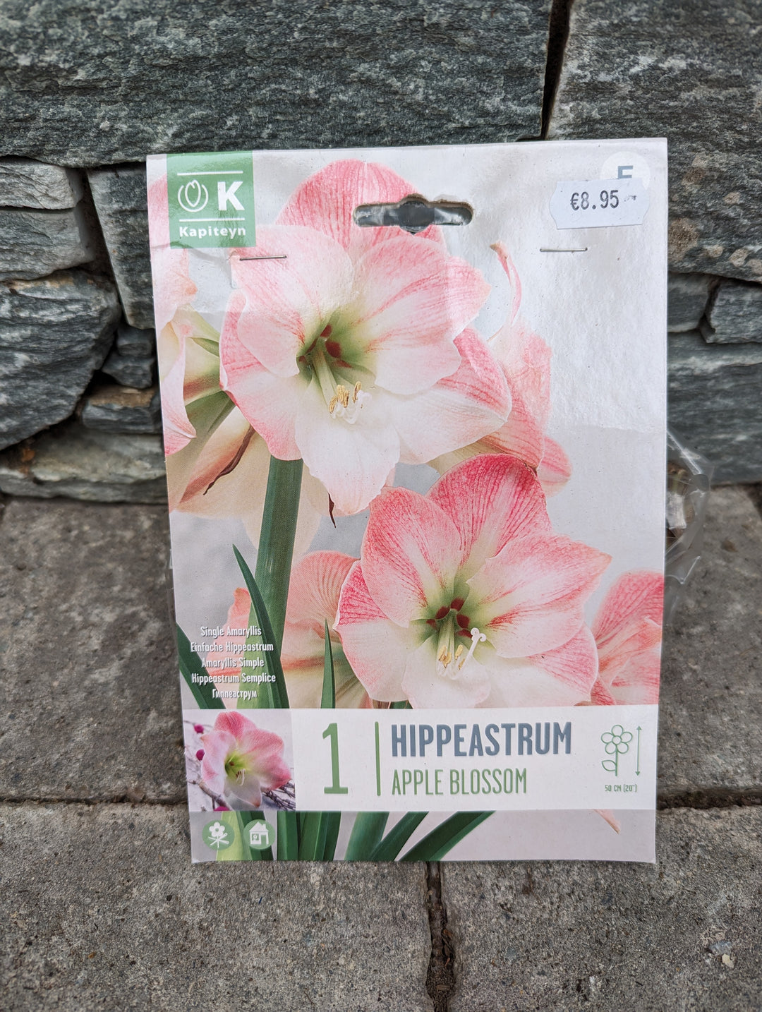 HIPPEASTRUM APPLE BLOSSOM