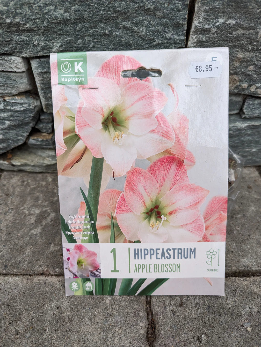 BOX HIPPEASTRUM APPLE BLOSSOM X1