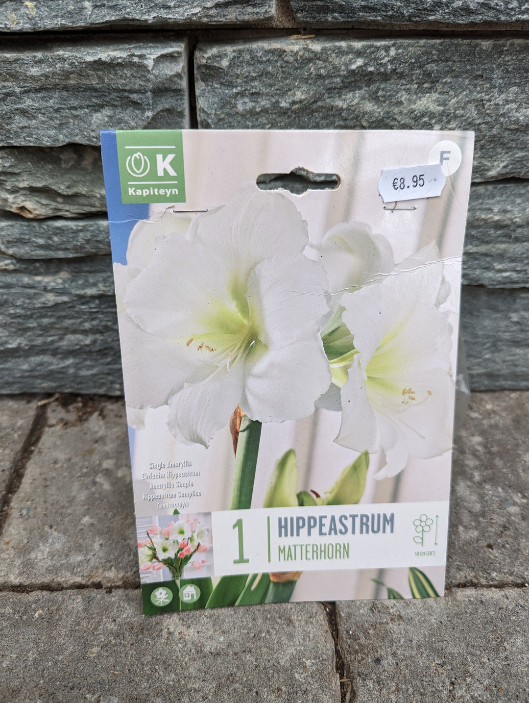 HIPPEASTRUM MATTERHORN