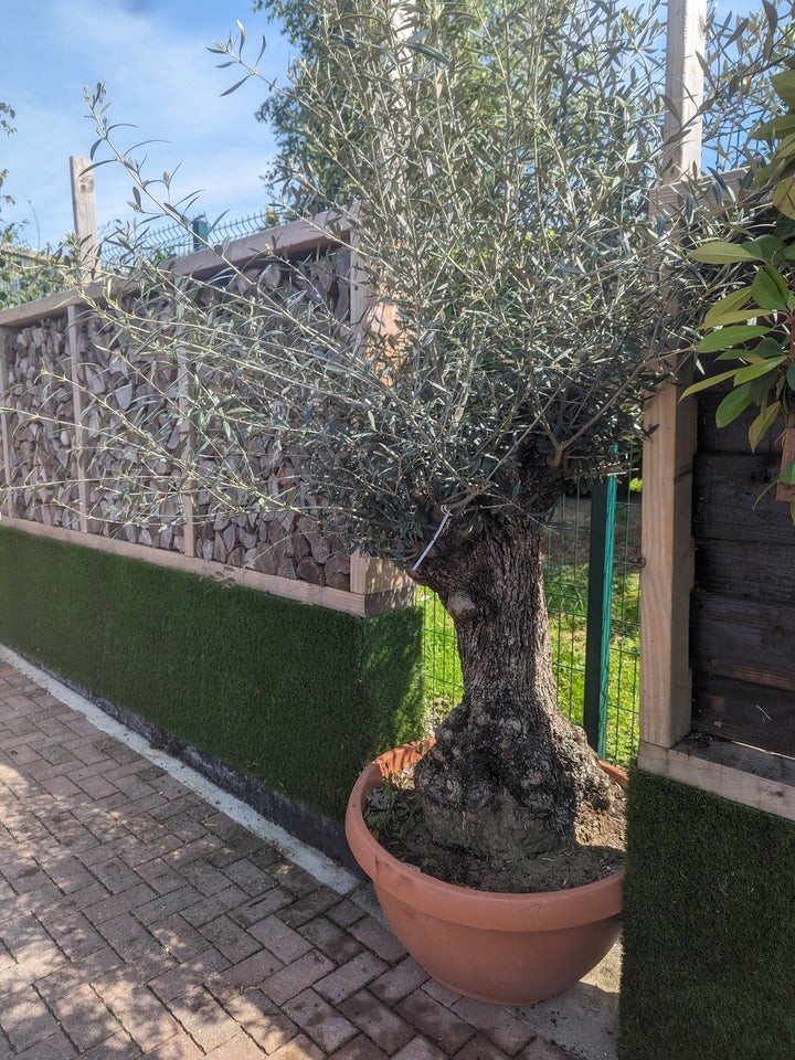 Olea europaea