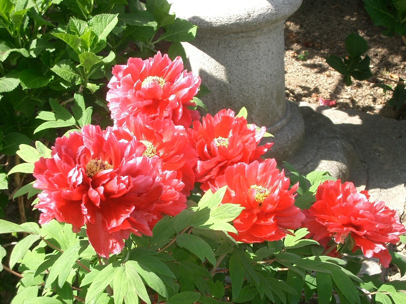 Paeonia suffruticosa