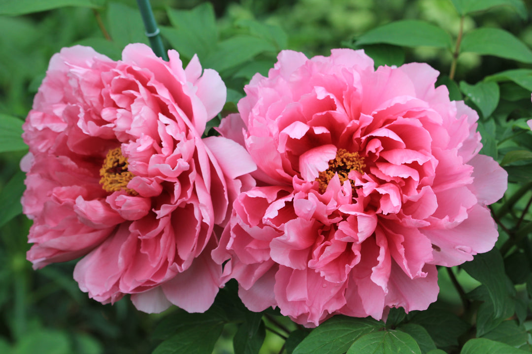 Paeonia suffruticosa