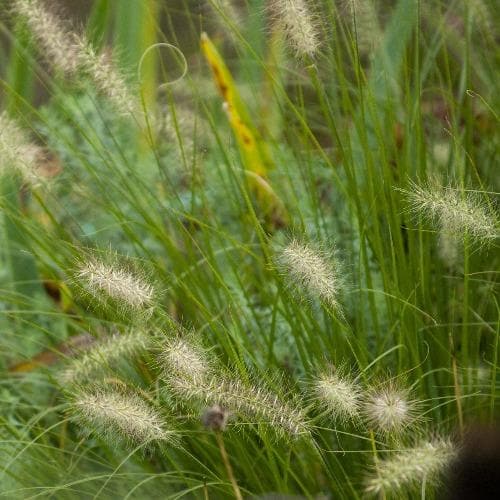 Hameln Fountain Grass (Pennisetum Alopecuroides Hameln)