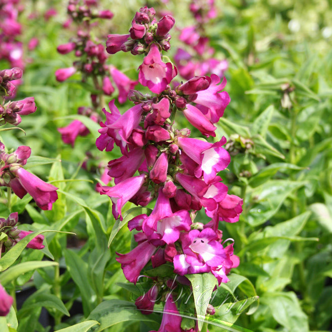 Penstemon Polaris Purple