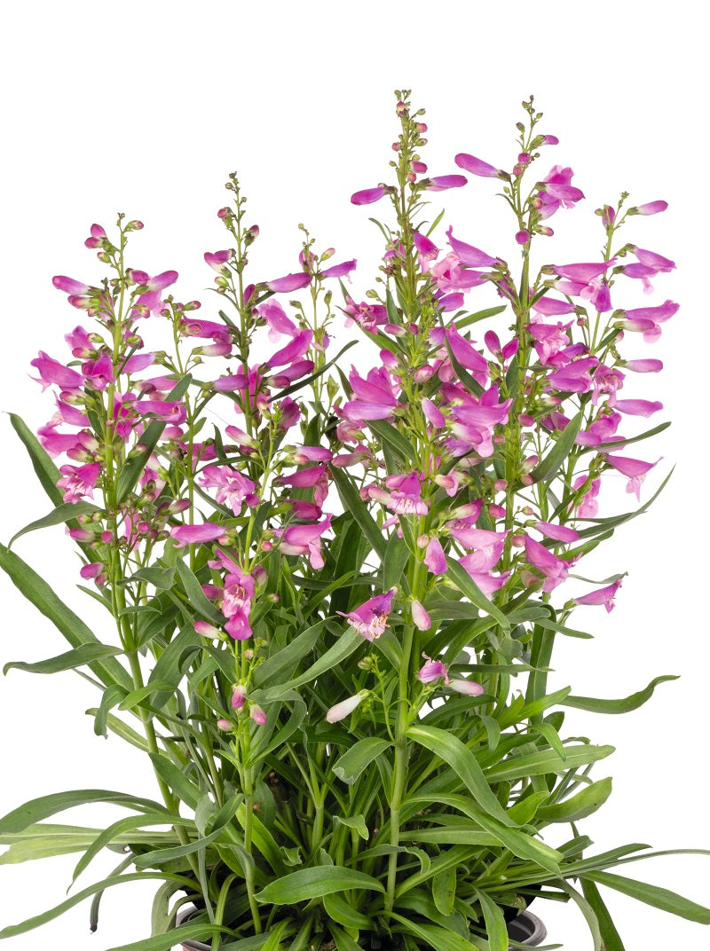 Penstemon Pristine Pink