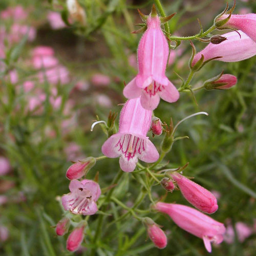 Penstemon Evelyn