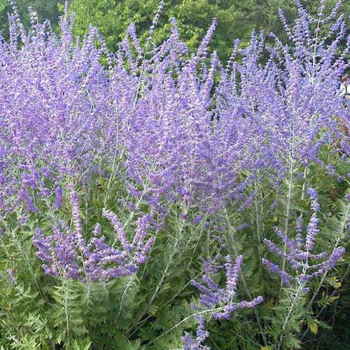 Russian Sage (Perovskia Little Spire)