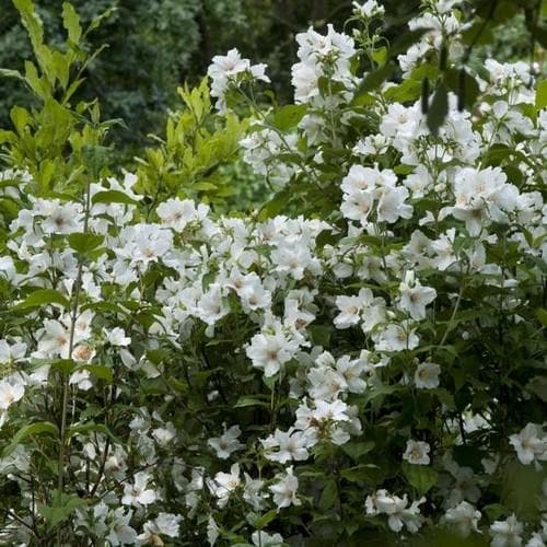 Philadelphus Belle Etoile