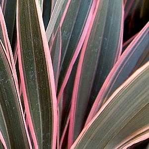 PHORMIUM Pink Stripe