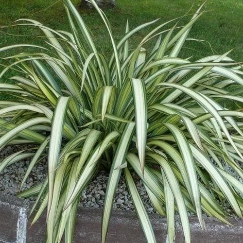 Phormium cookianum Cream Delight