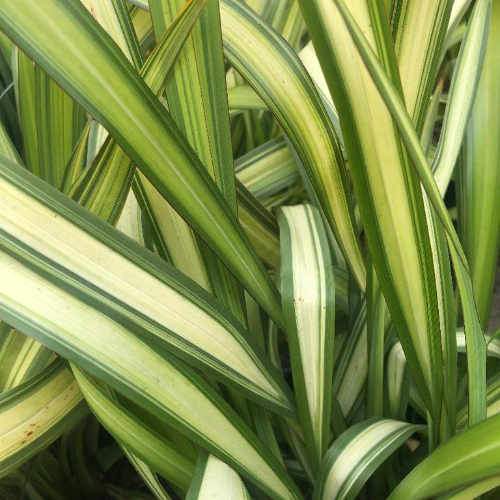 PHORMIUM Yellow wave  3L