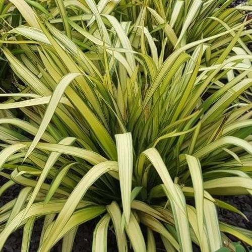 PHORMIUM Yellow wave  3L