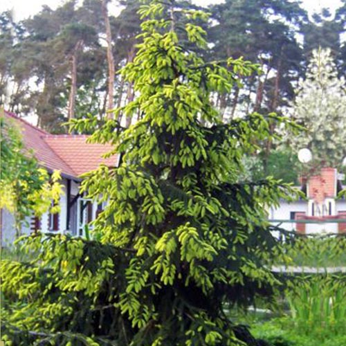 Picea orientalis Aureospicata  60-80 CM C7.5