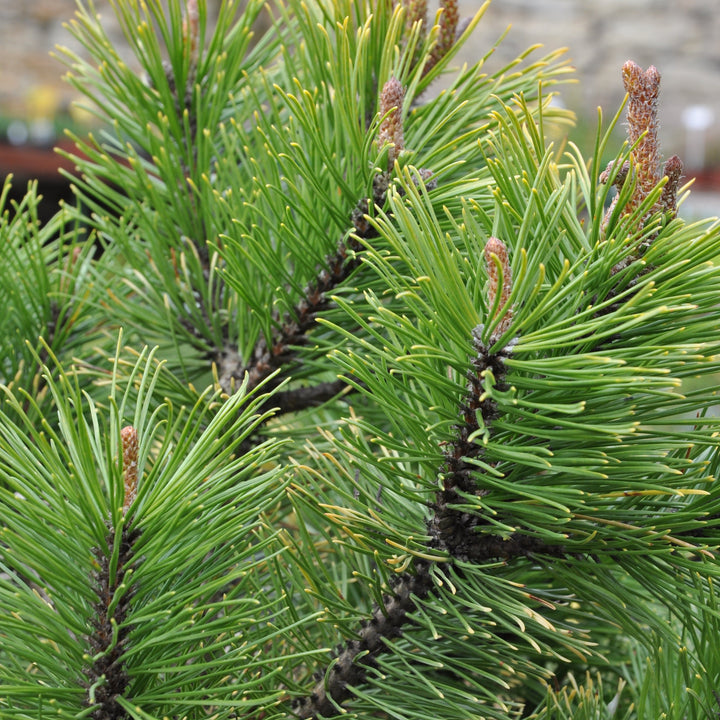 Pinus mugo Winter Gold  30-40 CM C15