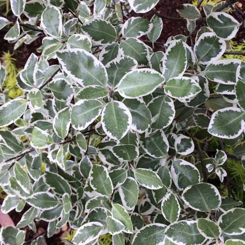 PITTOSPORUM tenu.  Malahide 20L