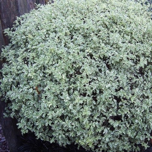 PITTOSPORUM tenui.Silver Sheen  7.5L