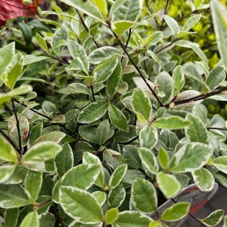 Pittosporum Silver Sheen