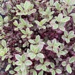 Pittosporum ten. Bannow Bay 6.5L