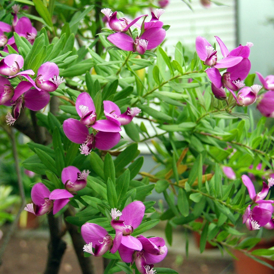 Polygala-myrtifolia-Flower-1