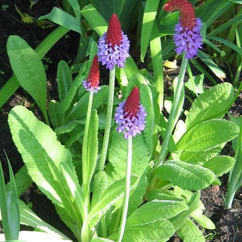 Orchid Primrose Primula Vialii (2Ltr Pot)