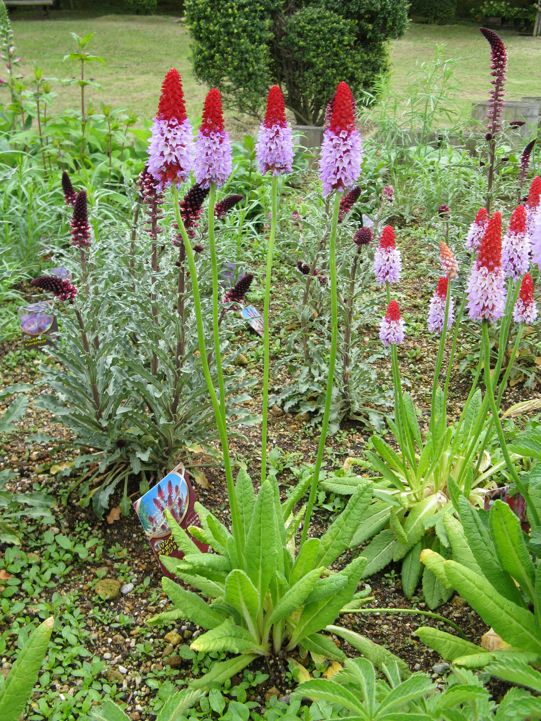 Primula Viallii