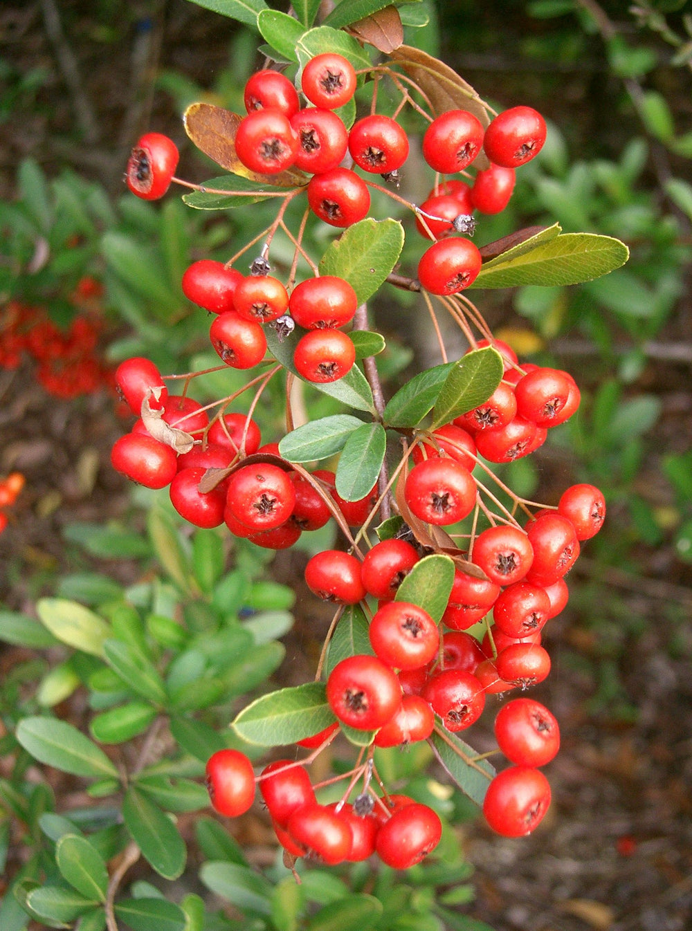 Pyracantha-Berry