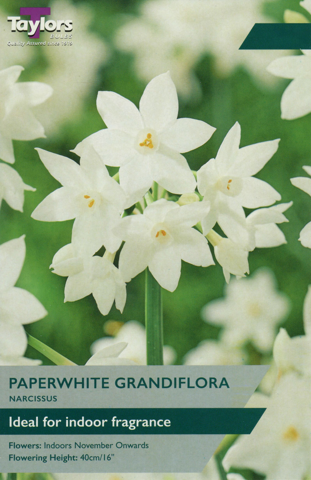 NARCISSUS PAPERWHITE GRANDIFLORA X 3