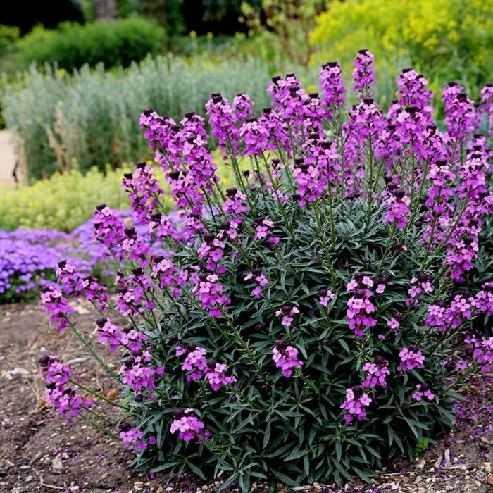 Erysimum Bowles Mauve 2 Ltr