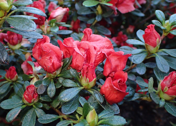 Azalea-Simsii-Mix-Red