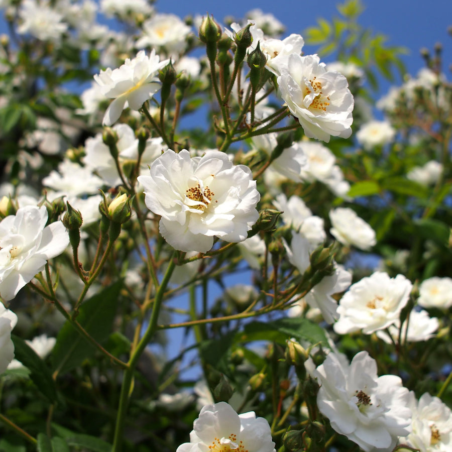 ROSA-RAMBLING-RECTOR-Flower-1