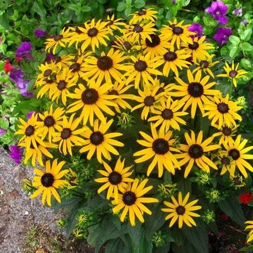 RUDBECKIA SULL. LITTLE GOLDSTAR