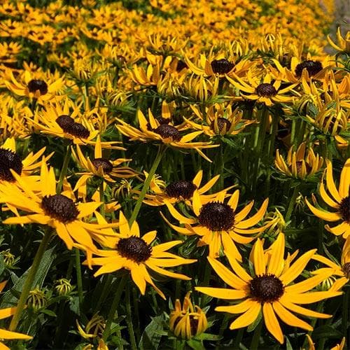 RUDBECKIA SULL. LITTLE GOLDSTAR