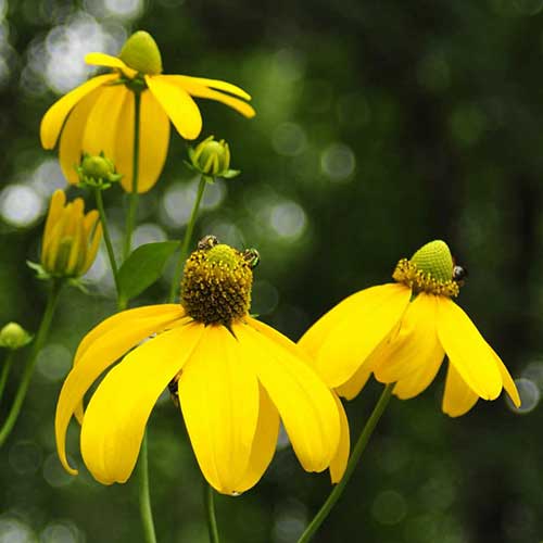 Rudbeckia Herbstsonne