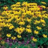 Rudbeckia Goldstrum