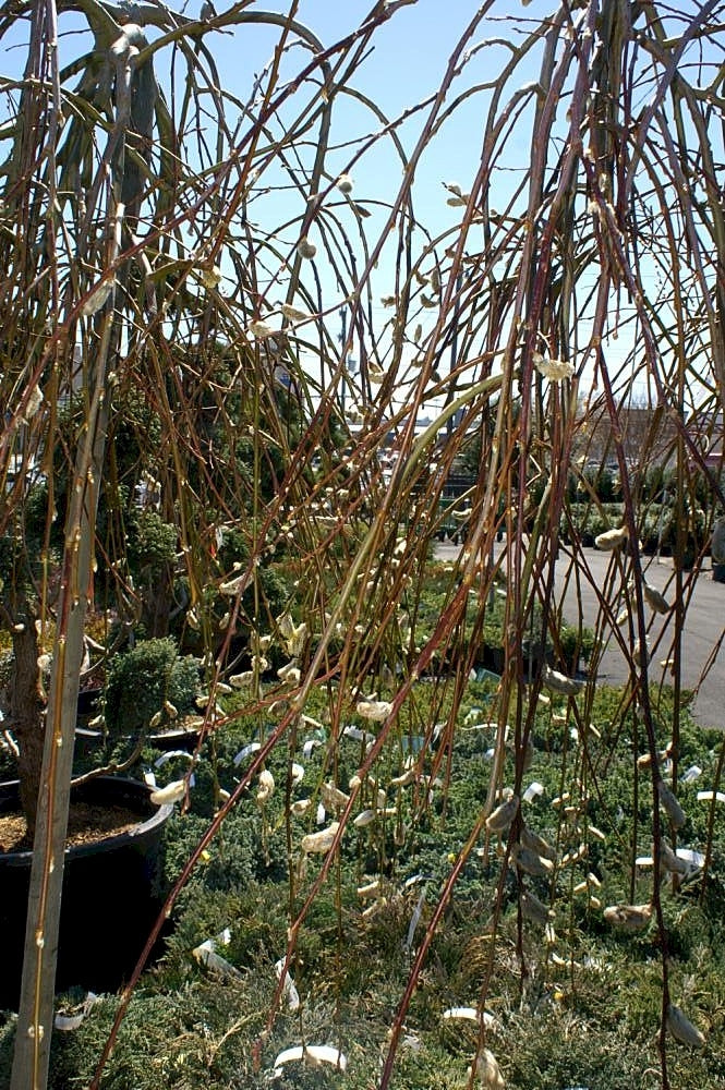 SALIX CAPREA PENDULA