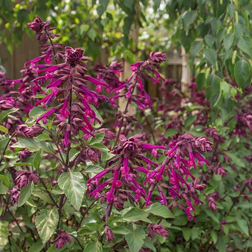 Sage (Salvia Microphylla Love and Wishes)